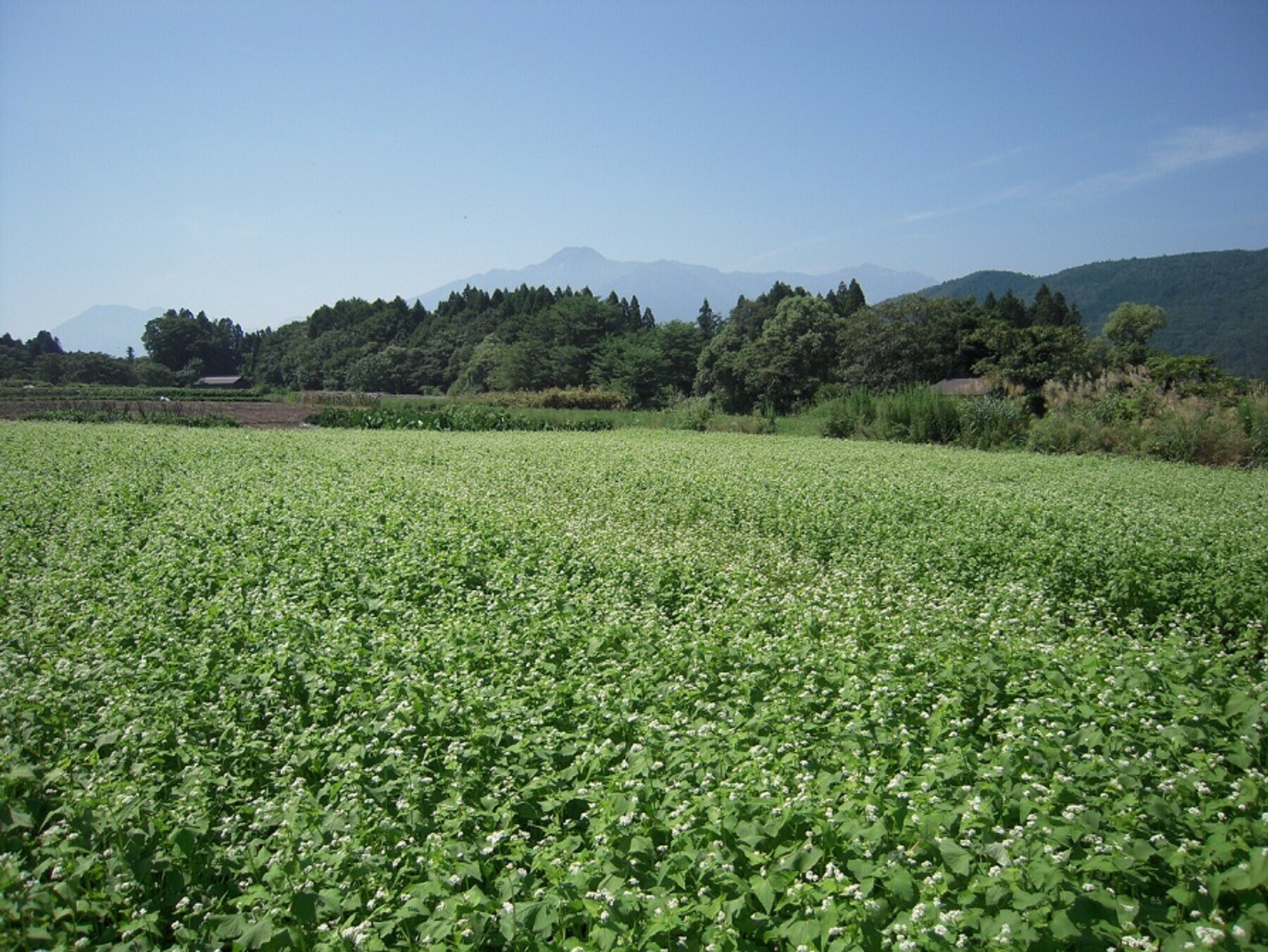 妙高山麓に広がる「こそば」の畑